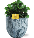 Peperomia Burning Bush - Ø15Cm - ↕25Cm + Sem Pot D16X14Cm - Blau