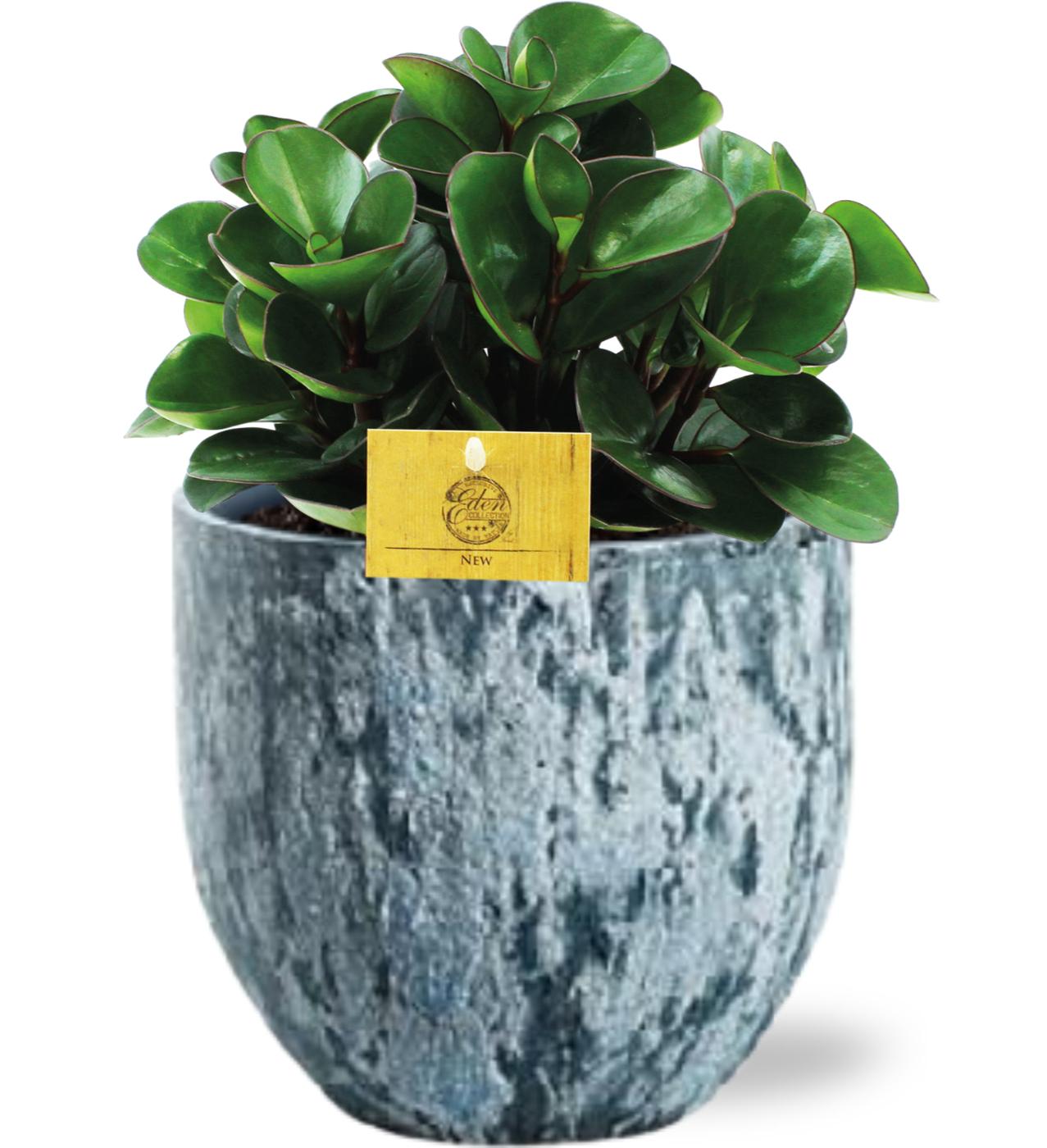 Peperomia Burning Bush - Ø15Cm - ↕25Cm + Sem Pot D16X14Cm - Blau