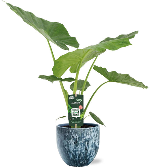 Alocasia Macrorrhiza - Ø19Cm - ↕70Cm + Sem Pot D20X18Cm - Blau