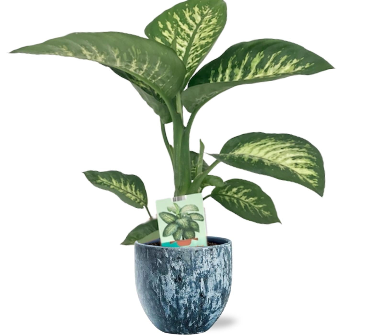 Dieffenbachia Seguine Tropic Snow - Ø19Cm - ↕70Cm +  Sem Pot D20X18Cm - Blau