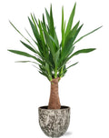 Yucca &quot;Maya Tree&quot; - Ø19Cm - ↕80Cm + Sem Pot D20X18Cm - Braun