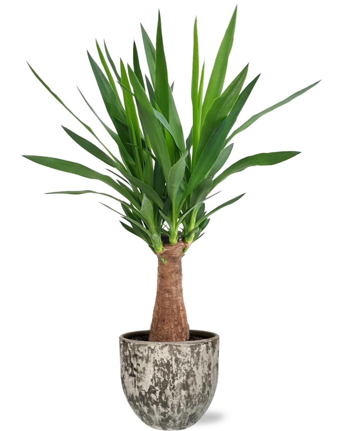 Yucca &quot;Maya Tree&quot; - Ø19Cm - ↕80Cm + Sem Pot D20X18Cm - Braun