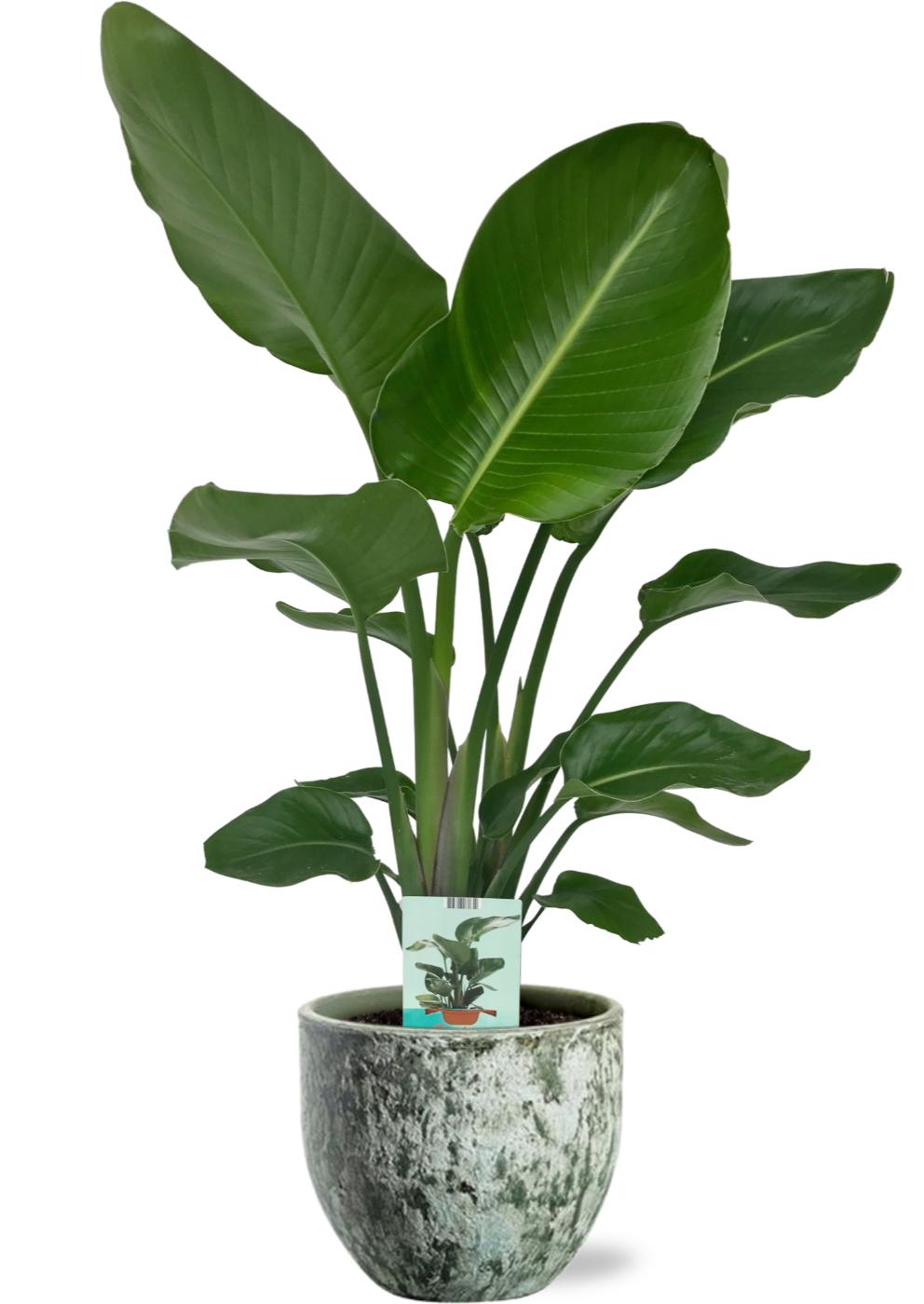 Strelitzia Nicolai - Ø19Cm - ↕90Cm +  Sem Pot D20X18Cm - Grün