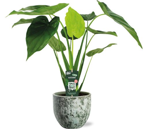 Alocasia Cucullata - Ø19Cm - ↕55Cm + Sem Pot D20X18Cm - Grün