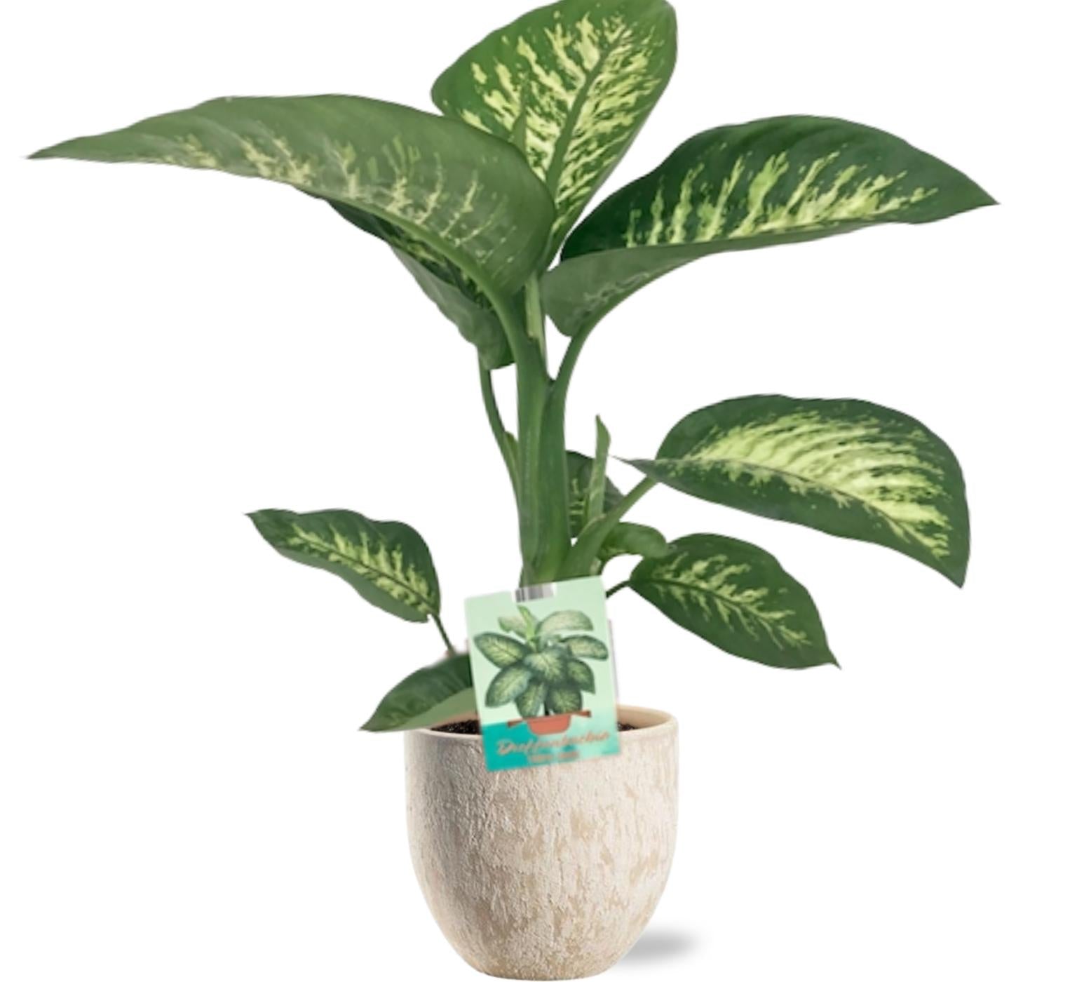 Dieffenbachia Seguine Tropic Snow - Ø19Cm - ↕70Cm + Sem Pot D20X18Cm - Beige