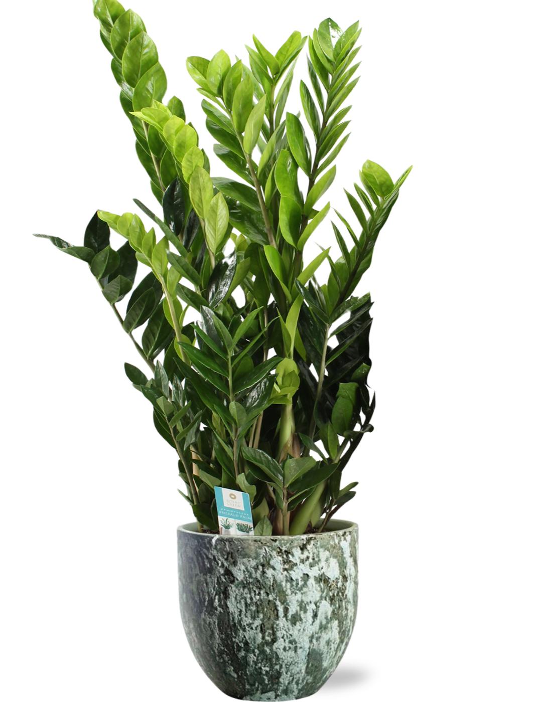 Zamioculcas Zamiifolia - Ø21Cm - ↕95Cm + Sem Pot D24X22Cm - Grün