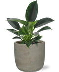 Philodendron Green Princess - Ø12Cm - ↕25Cm + Stone Rond D13,5X13Cm - Grau