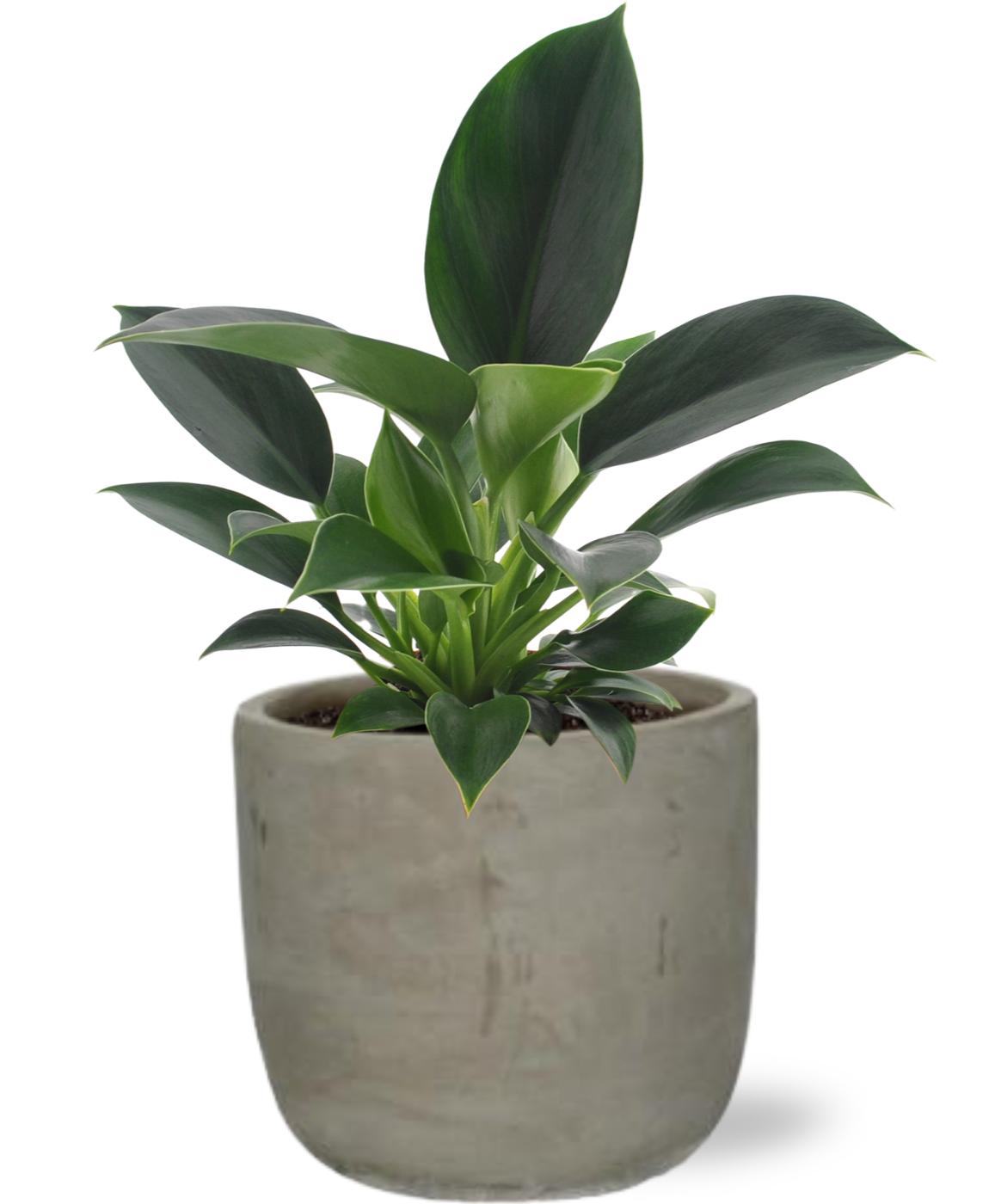 Philodendron Green Princess - Ø12Cm - ↕25Cm + Stone Rond D13,5X13Cm - Grau