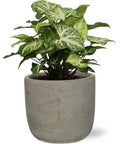 Syngonium Arrow - Ø12Cm - ↕25Cm + Stone Rond D13,5X13Cm - Grau