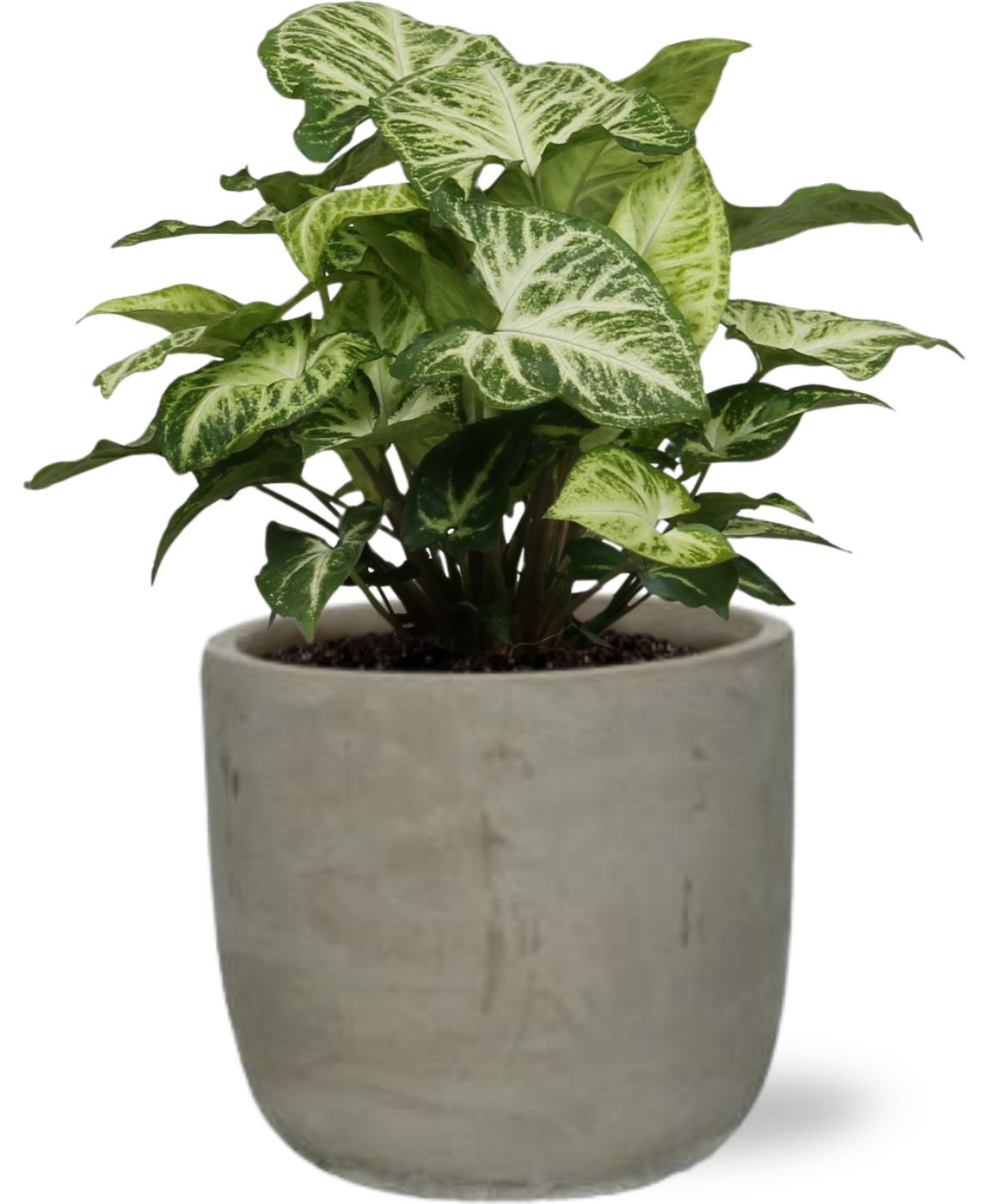 Syngonium Arrow - Ø12Cm - ↕25Cm + Stone Rond D13,5X13Cm - Grau
