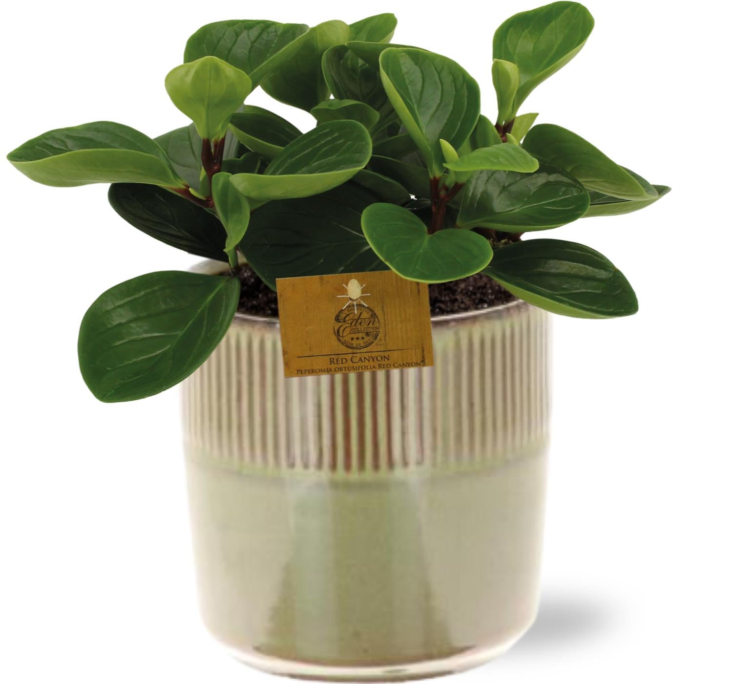 Peperomia Red Canyon - Ø15Cm - ↕25Cm + Terni Pot D16,5X15Cm - Grün