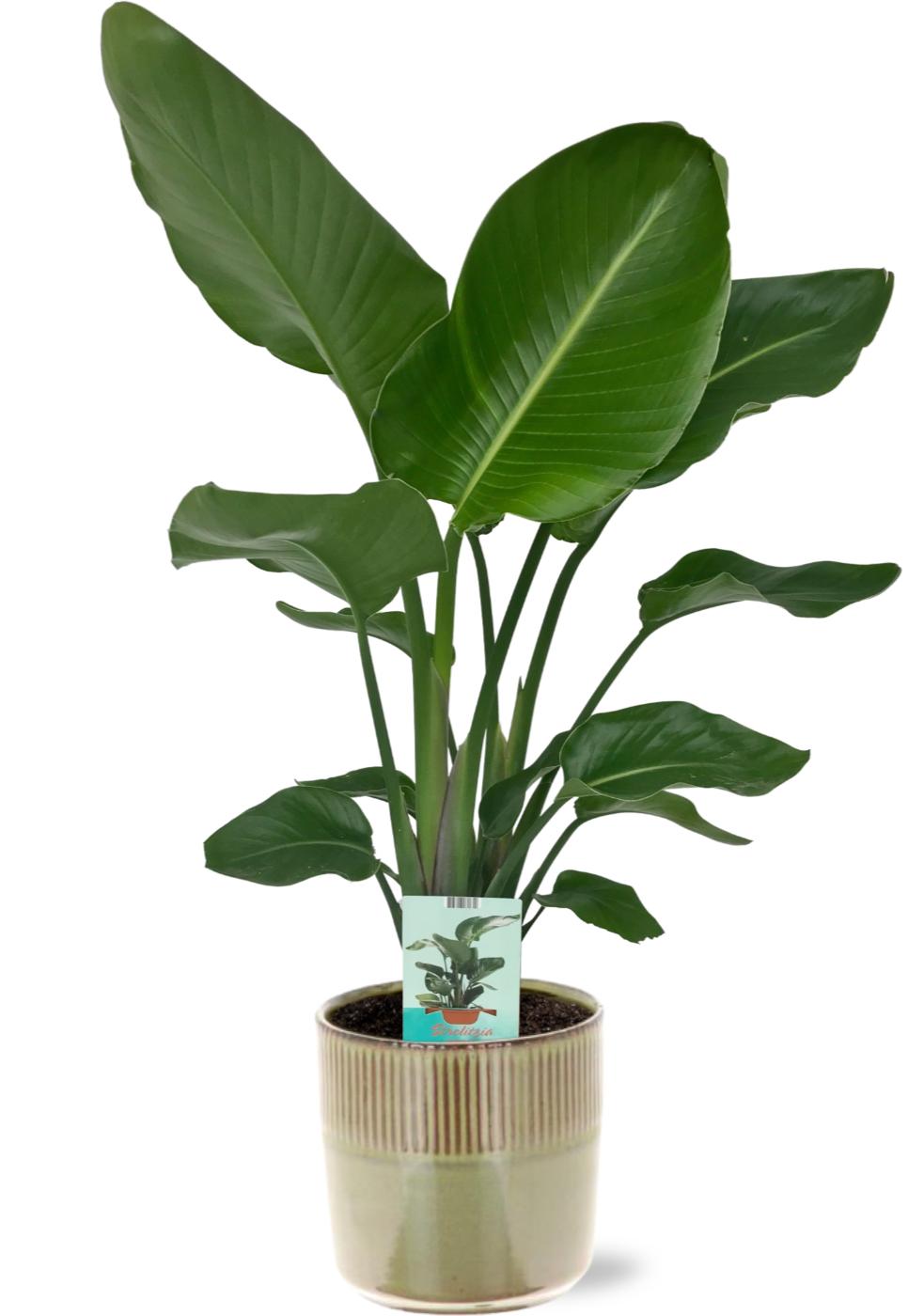 Strelitzia Nicolai - Ø19Cm - ↕90Cm + Terni Pot D20X20Cm - Grün