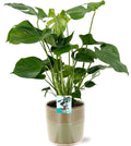 Monstera Deliciosa - Ø19Cm - ↕60Cm + Terni Pot D20X20Cm - Grün