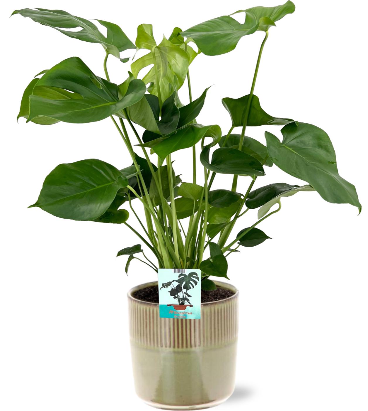 Monstera Deliciosa - Ø19Cm - ↕60Cm + Terni Pot D20X20Cm - Grün