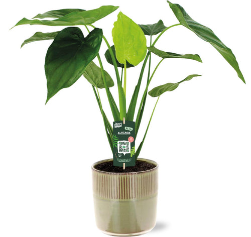 Alocasia Cucullata - Ø19Cm - ↕55Cm + Terni Pot D20X20Cm - Grün
