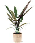 Alocasia Lauterbachiana - Ø19Cm - ↕80Cm + Terni Pot D20X20Cm - Rosa