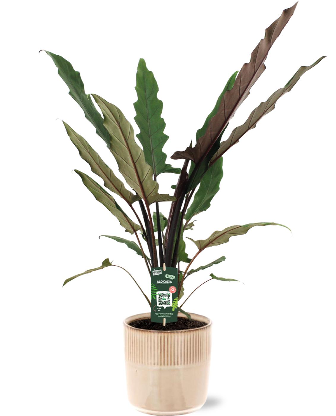 Alocasia Lauterbachiana - Ø19Cm - ↕80Cm + Terni Pot D20X20Cm - Rosa