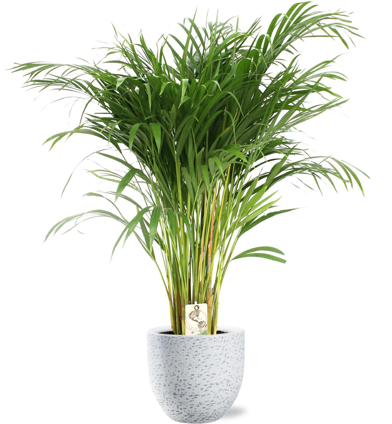 Dypsis Lutescens - Ø24Cm - ↕120Cm + Tim Pot D24X22Cm - Weiß