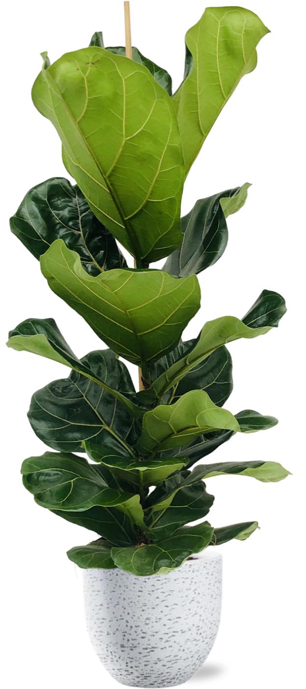 Ficus Lyrata - Ø21Cm - ↕100Cm + Tim Pot D24X22Cm - Weiß