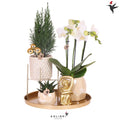 Kolibri Company | Pflanzenset Weihnachten | Weiße Phalaenopsis Orchidee Amabilis + Mini-Weihnachtsbaum Und Sukkulente Inkl. Keramiktöpfe