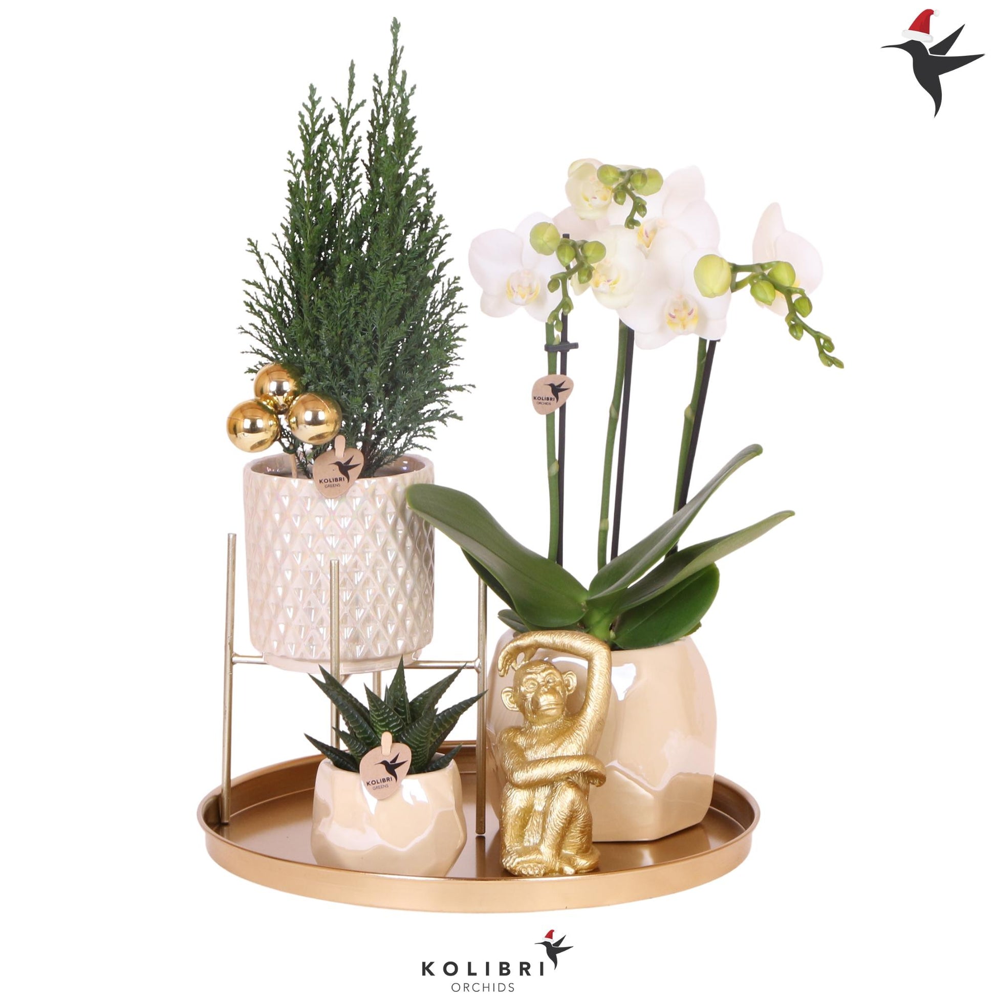 Kolibri Company | Pflanzenset Weihnachten | Weiße Phalaenopsis Orchidee Amabilis + Mini-Weihnachtsbaum Und Sukkulente Inkl. Keramiktöpfe