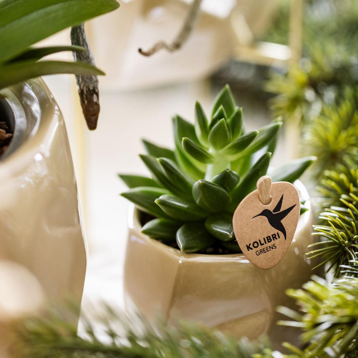 Kolibri Company | Pflanzenset Weihnachten | Weiße Phalaenopsis Orchidee Amabilis + Mini-Weihnachtsbaum Und Sukkulente Inkl. Keramiktöpfe