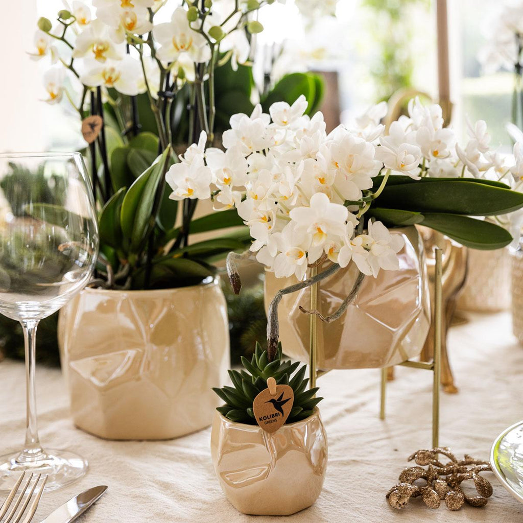 Kolibri Company | Pflanzenset Weihnachten | Weiße Phalaenopsis Orchidee Amabilis + Mini-Weihnachtsbaum Und Sukkulente Inkl. Keramiktöpfe