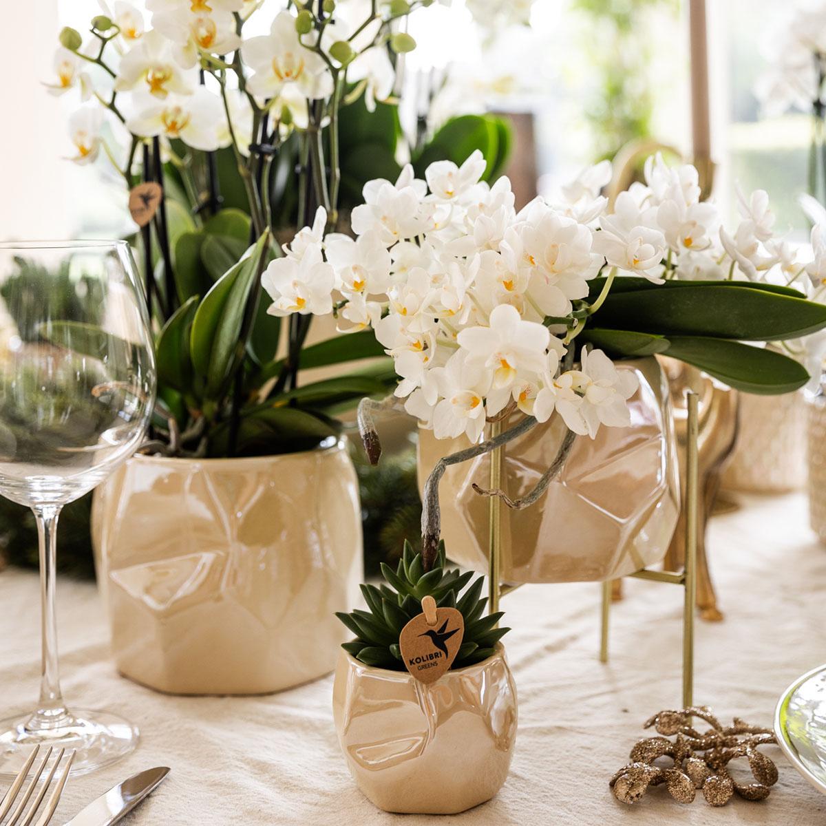 Kolibri Company | Pflanzenset Weihnachten | Weiße Phalaenopsis Orchidee Amabilis + Mini-Weihnachtsbaum Und Sukkulente Inkl. Keramiktöpfe