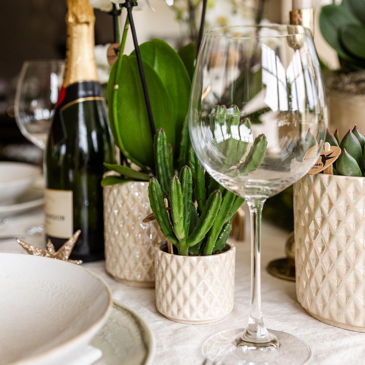 Kolibri Company | Pflanzenset Weihnachten | Weiße Phalaenopsis Orchidee Amabilis + Mini-Weihnachtsbaum Und Sukkulente Inkl. Keramiktöpfe