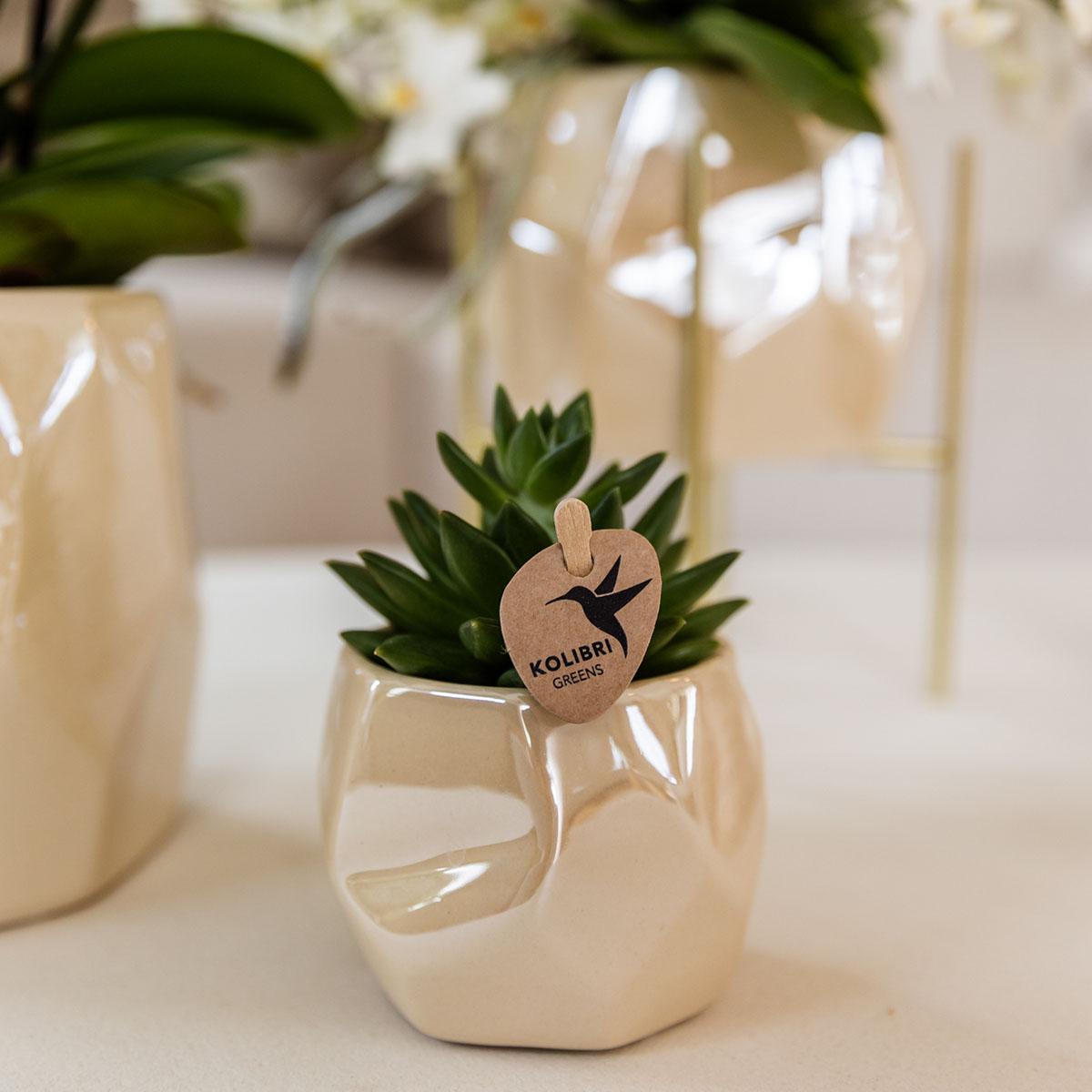 Kolibri Company | Pflanzenset Weihnachten | Weiße Phalaenopsis Orchidee Amabilis + Mini-Weihnachtsbaum Und Sukkulente Inkl. Keramiktöpfe