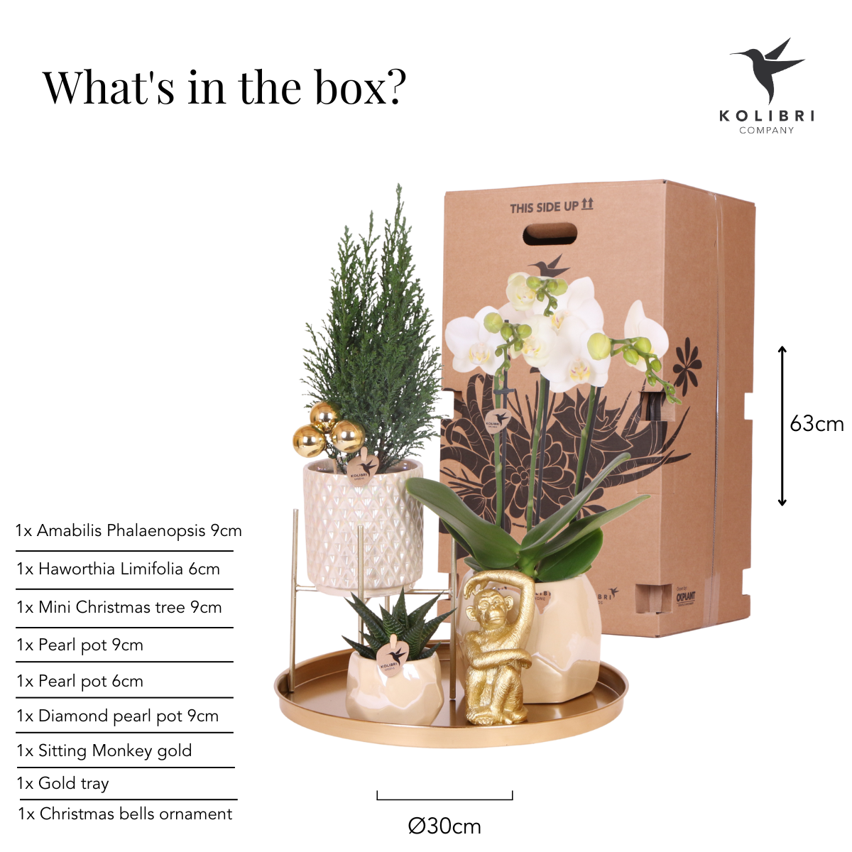 Kolibri Company | Pflanzenset Weihnachten | Weiße Phalaenopsis Orchidee Amabilis + Mini-Weihnachtsbaum Und Sukkulente Inkl. Keramiktöpfe