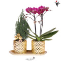 Kolibri Company | Pflanzenset Diamond Pearl Weihnachten Gold | Lila Phalaenopsis Orchidee Morelia + Mini-Weihnachtsbaum Inkl. Keramiktöpfe Auf Tablett