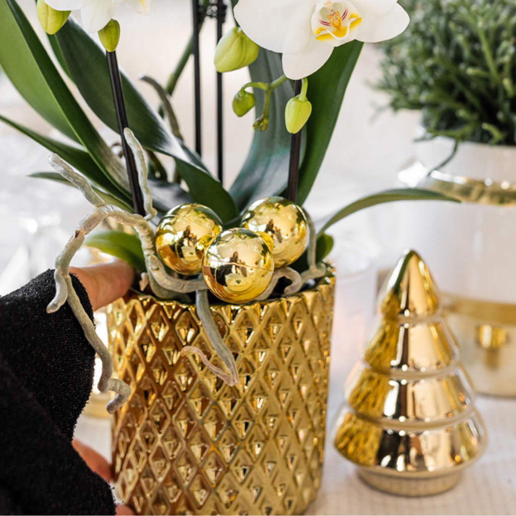 Kolibri Company | Pflanzenset Diamond Pearl Weihnachten Gold | Lila Phalaenopsis Orchidee Morelia + Mini-Weihnachtsbaum Inkl. Keramiktöpfe Auf Tablett