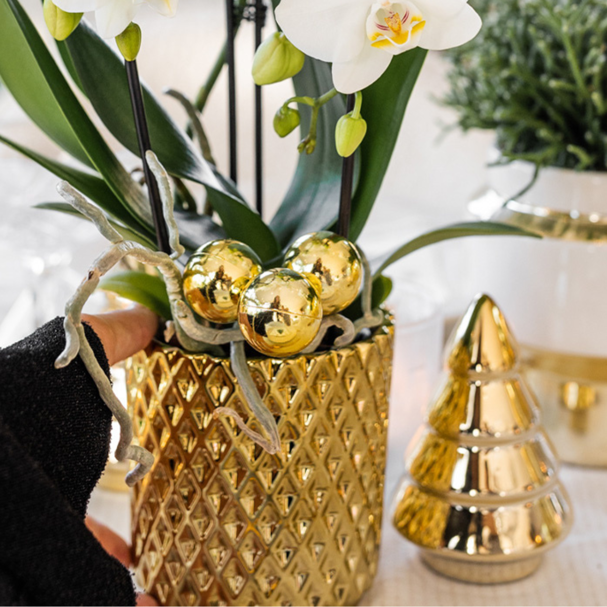Kolibri Company | Pflanzenset Diamond Pearl Weihnachten Gold | Lila Phalaenopsis Orchidee Morelia + Mini-Weihnachtsbaum Inkl. Keramiktöpfe Auf Tablett