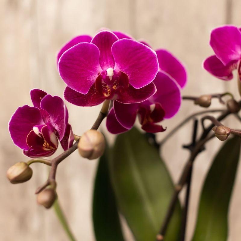 Kolibri Company | Pflanzenset Diamond Pearl Weihnachten Gold | Lila Phalaenopsis Orchidee Morelia + Mini-Weihnachtsbaum Inkl. Keramiktöpfe Auf Tablett