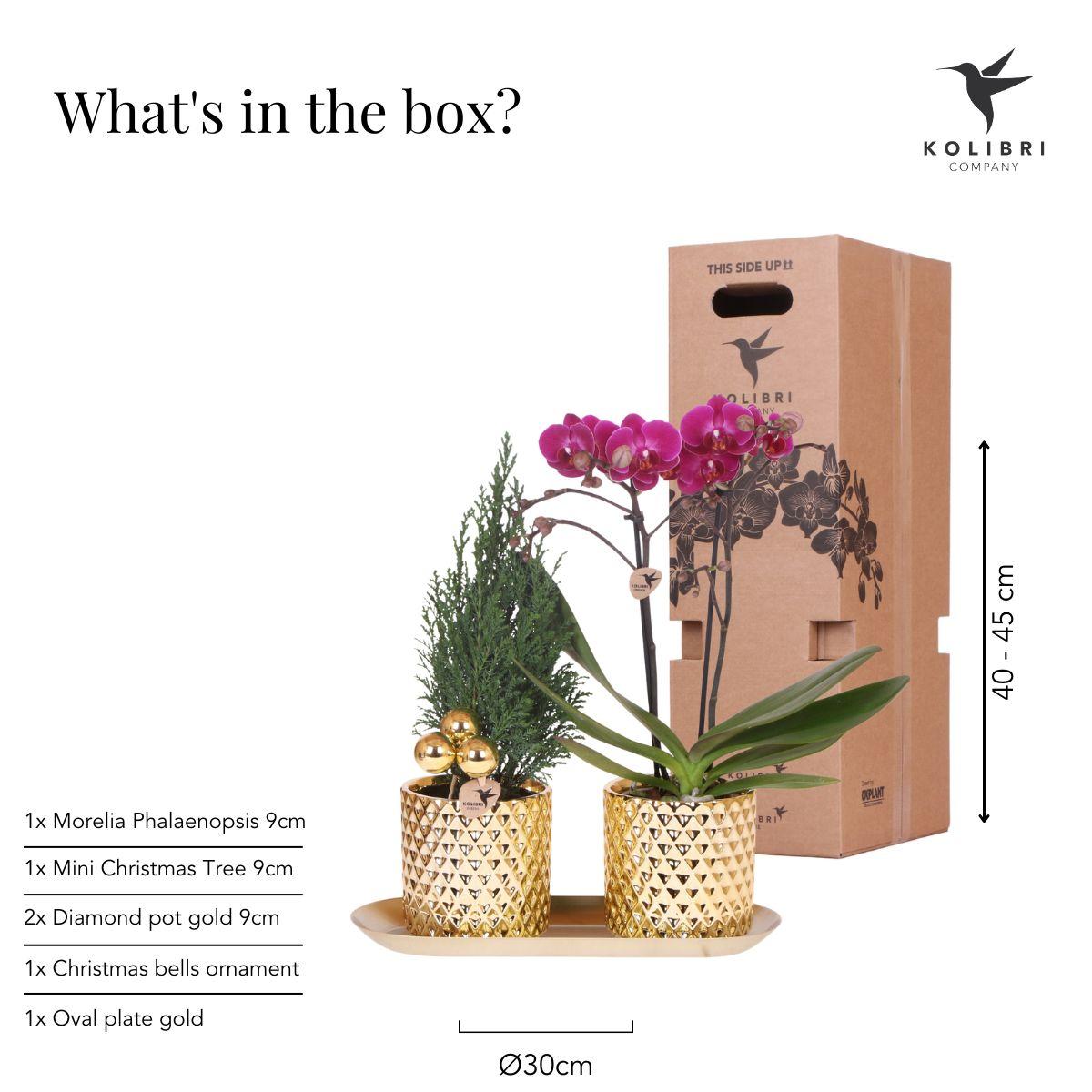 Kolibri Company | Pflanzenset Diamond Pearl Weihnachten Gold | Lila Phalaenopsis Orchidee Morelia + Mini-Weihnachtsbaum Inkl. Keramiktöpfe Auf Tablett