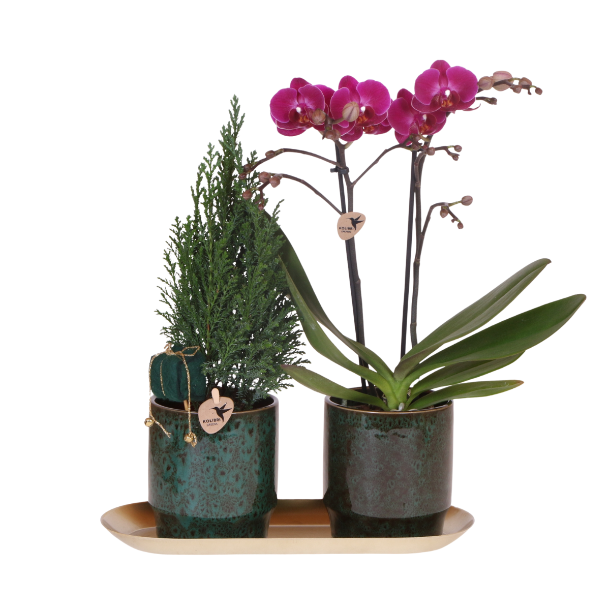 Kolibri Company | Pflanzenset Weihnachten | Lila Phalaenopsis Orchidee Morelia + Mini-Weihnachtsbaum Inkl. Keramiktöpfe Auf Tablett