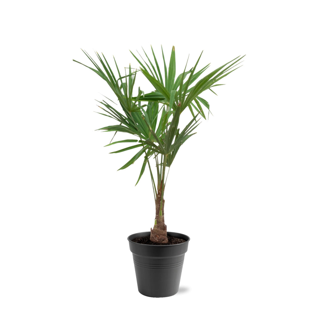 Trachycarpus Fortunei - 120-130 Cm - Ø27