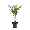 Trachycarpus Fortunei - 120-130 Cm - Ø27