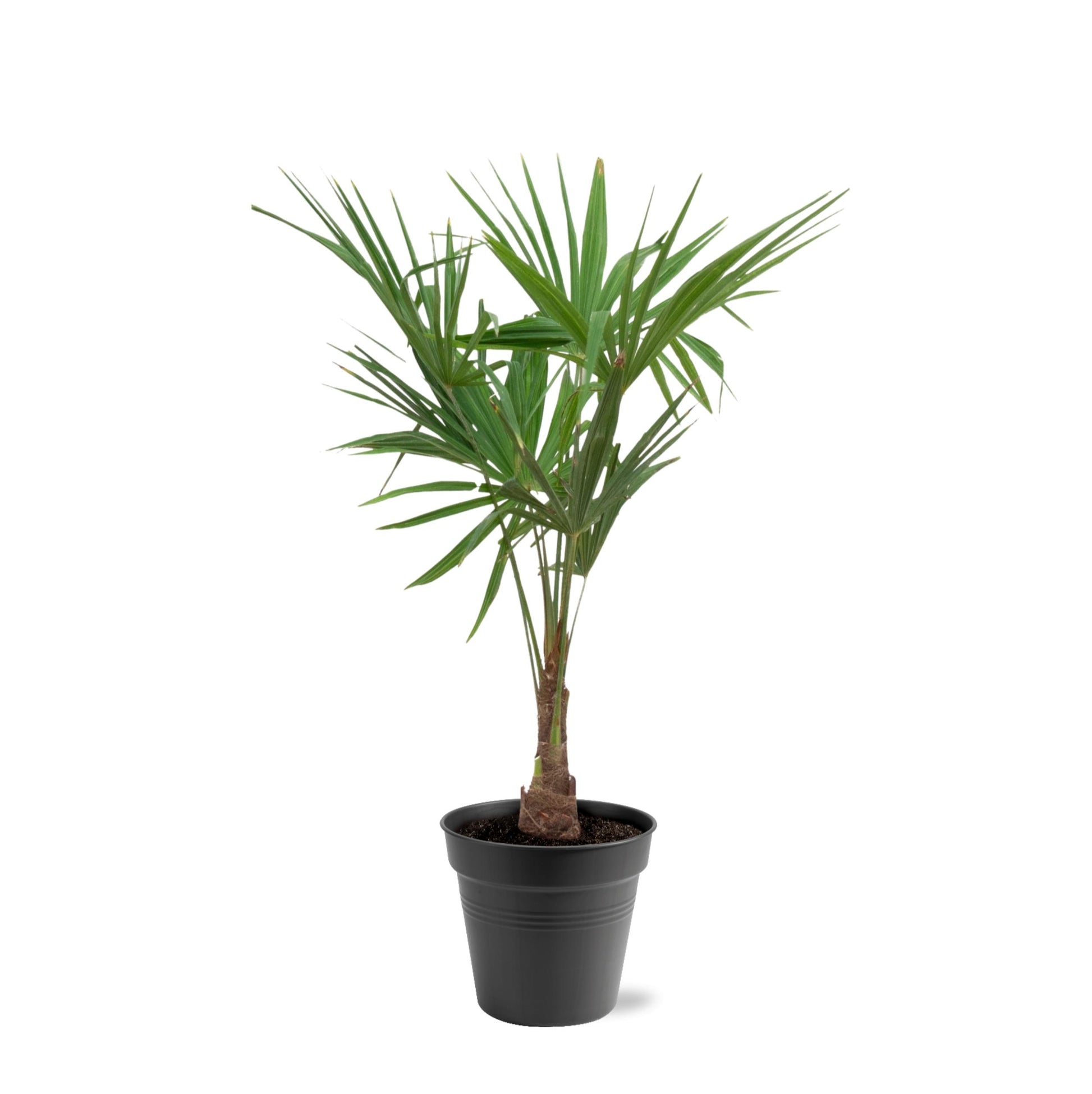 Trachycarpus Fortunei - 120-130 Cm - Ø27