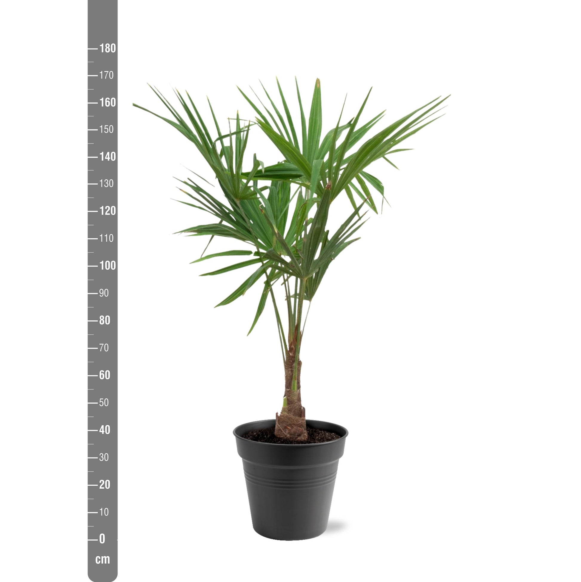 Trachycarpus Fortunei - 120-130 Cm - Ø27