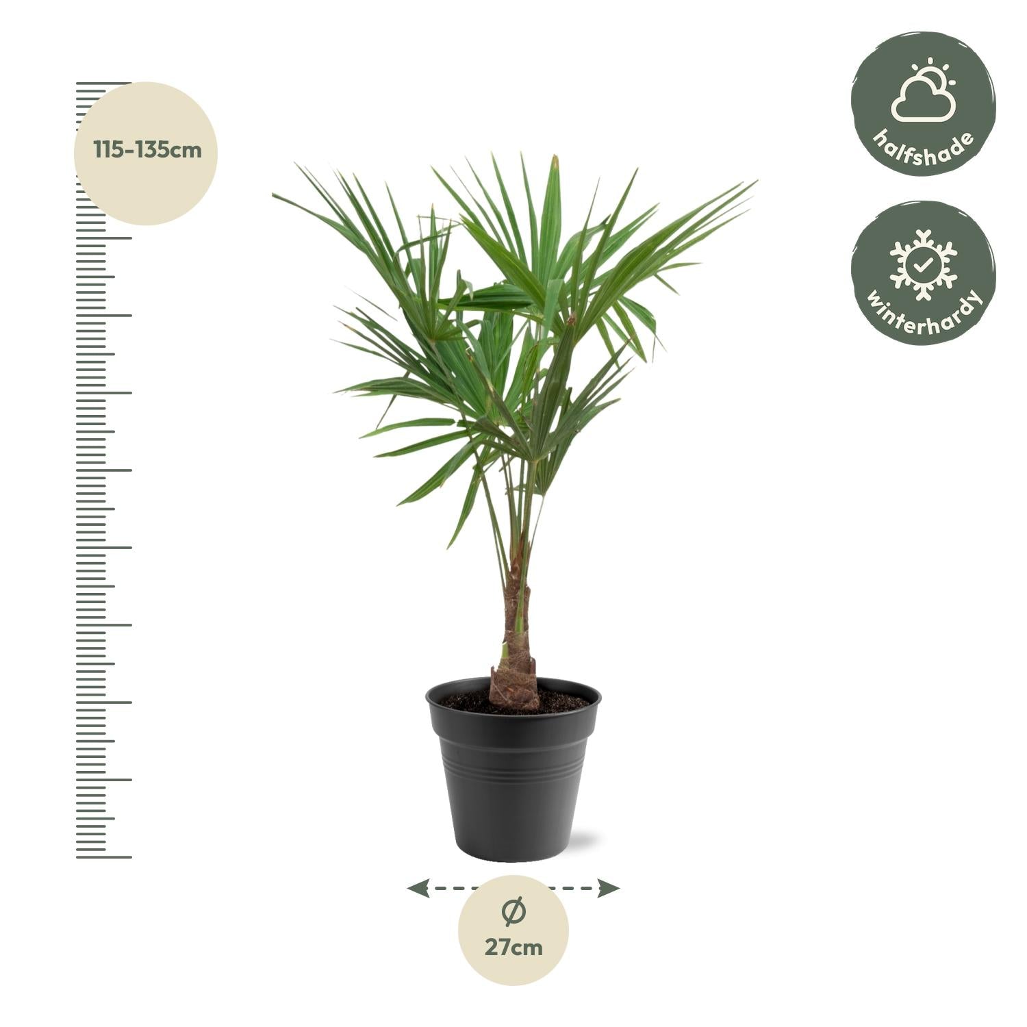 Trachycarpus Fortunei - 120-130 Cm - Ø27