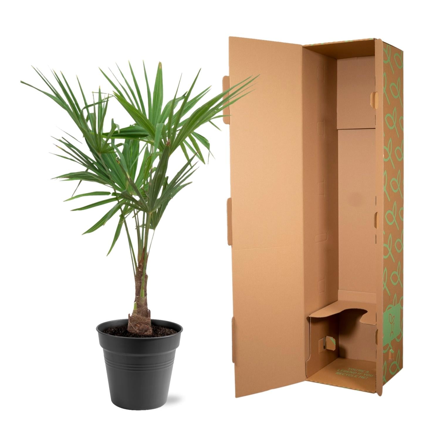 Trachycarpus Fortunei - 120-130 Cm - Ø27