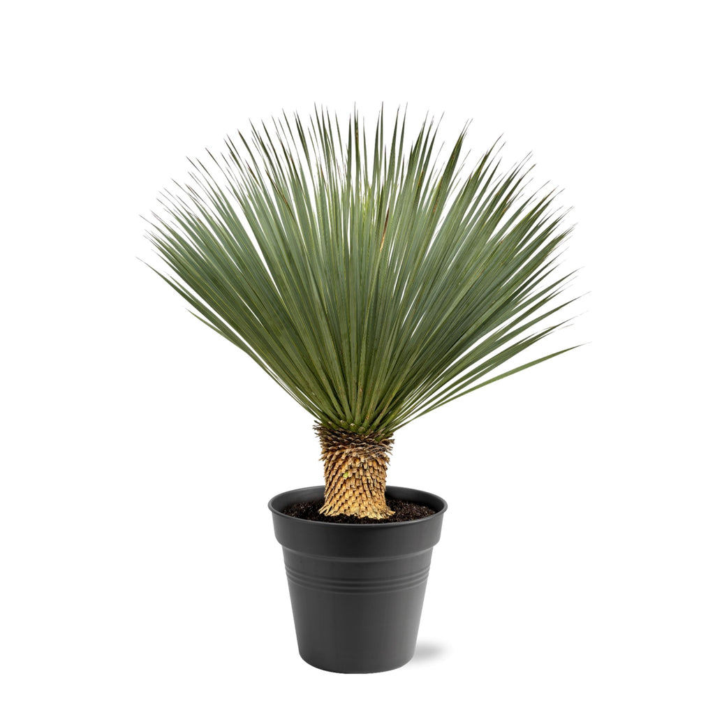 Yucca Rostrata - 100 - 120 Cm - Ø40