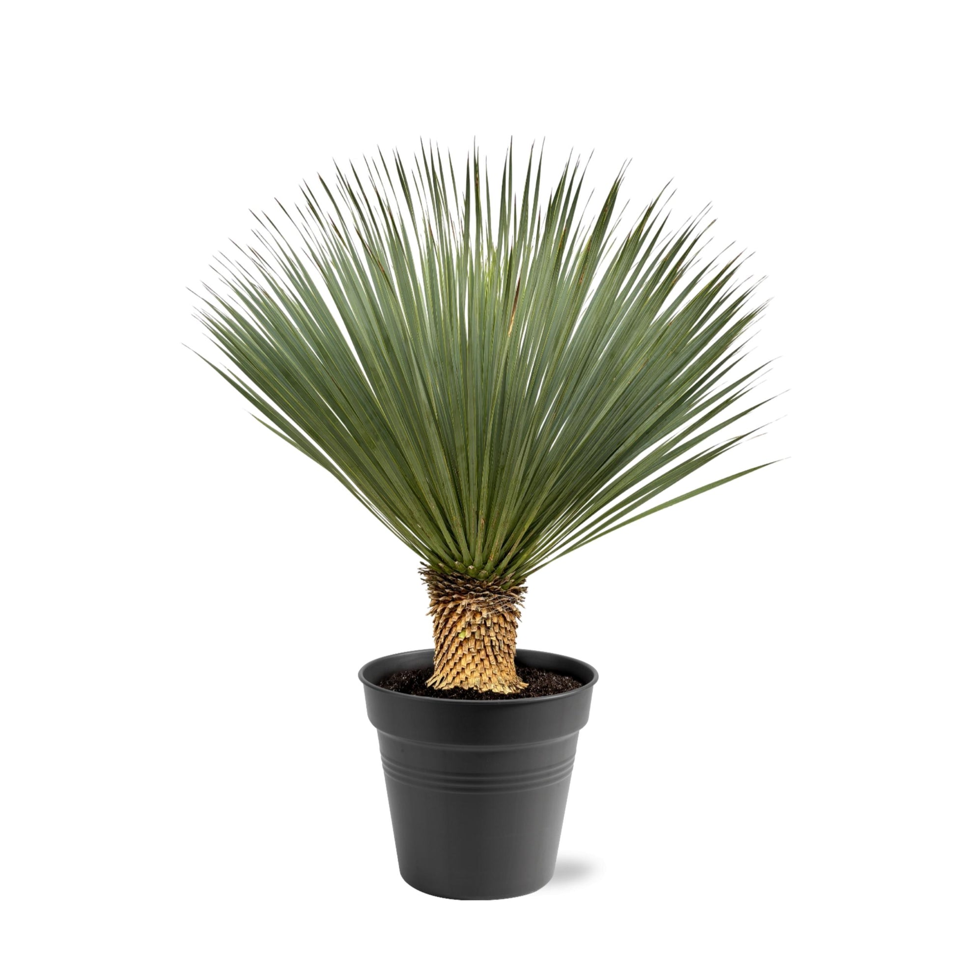 Yucca Rostrata - 100 - 120 Cm - Ø40