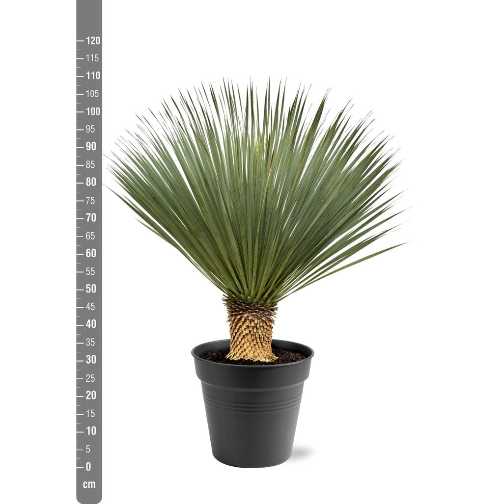 Yucca Rostrata - 100 - 120 Cm - Ø40