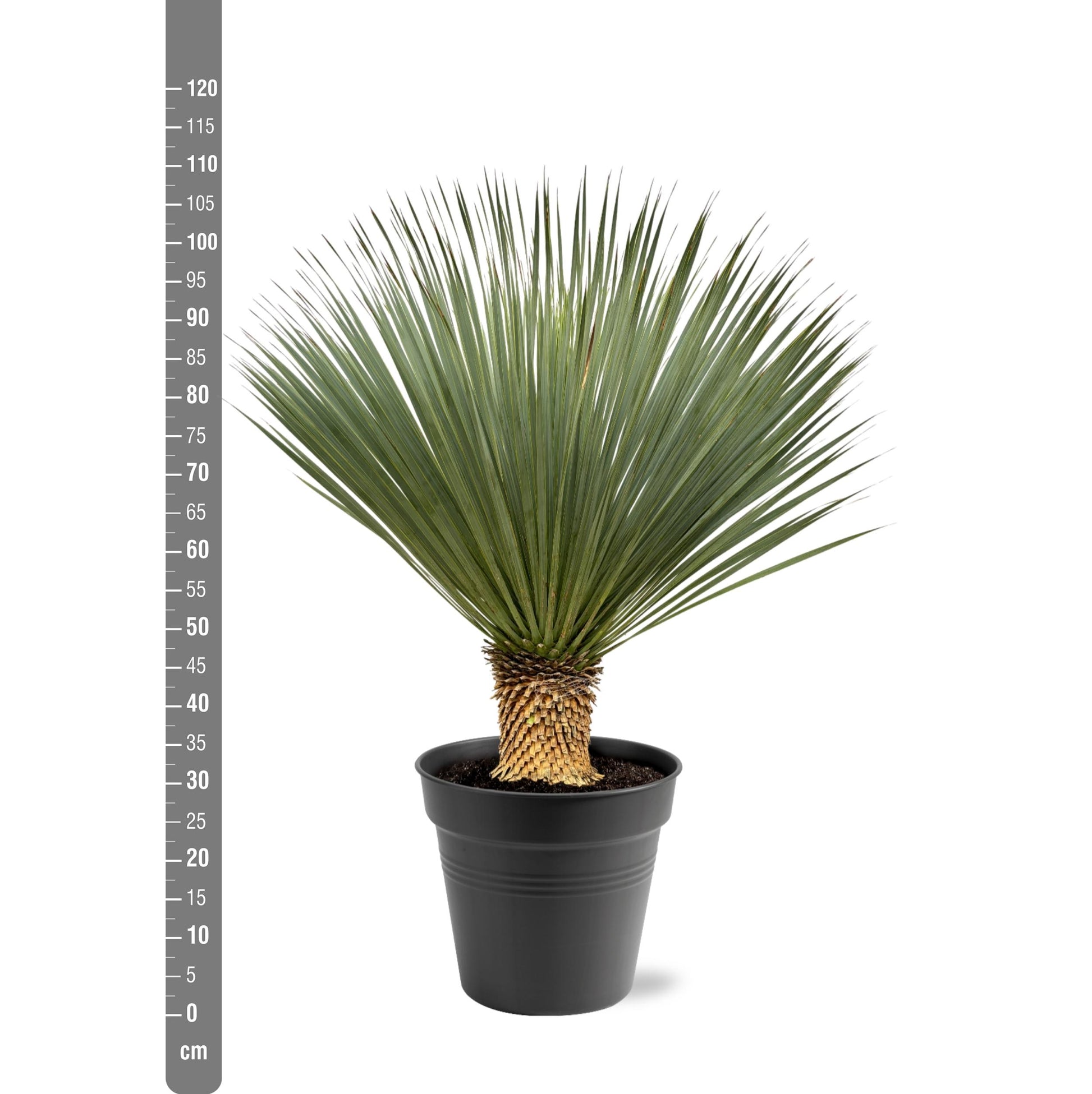 Yucca Rostrata - 100 - 120 Cm - Ø40