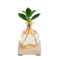 Glowplant - Clusia In Einer Vase Mit Einer Lampe