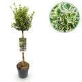 Greenboutiq - Stamm-Pflanze - Euonymus Fortunei Emerald Gaiety -Terrassenpflanze - Immergrün - Winterhart - Grün-Graues Blatt - Topf 19Cm Höhe 90Cm
