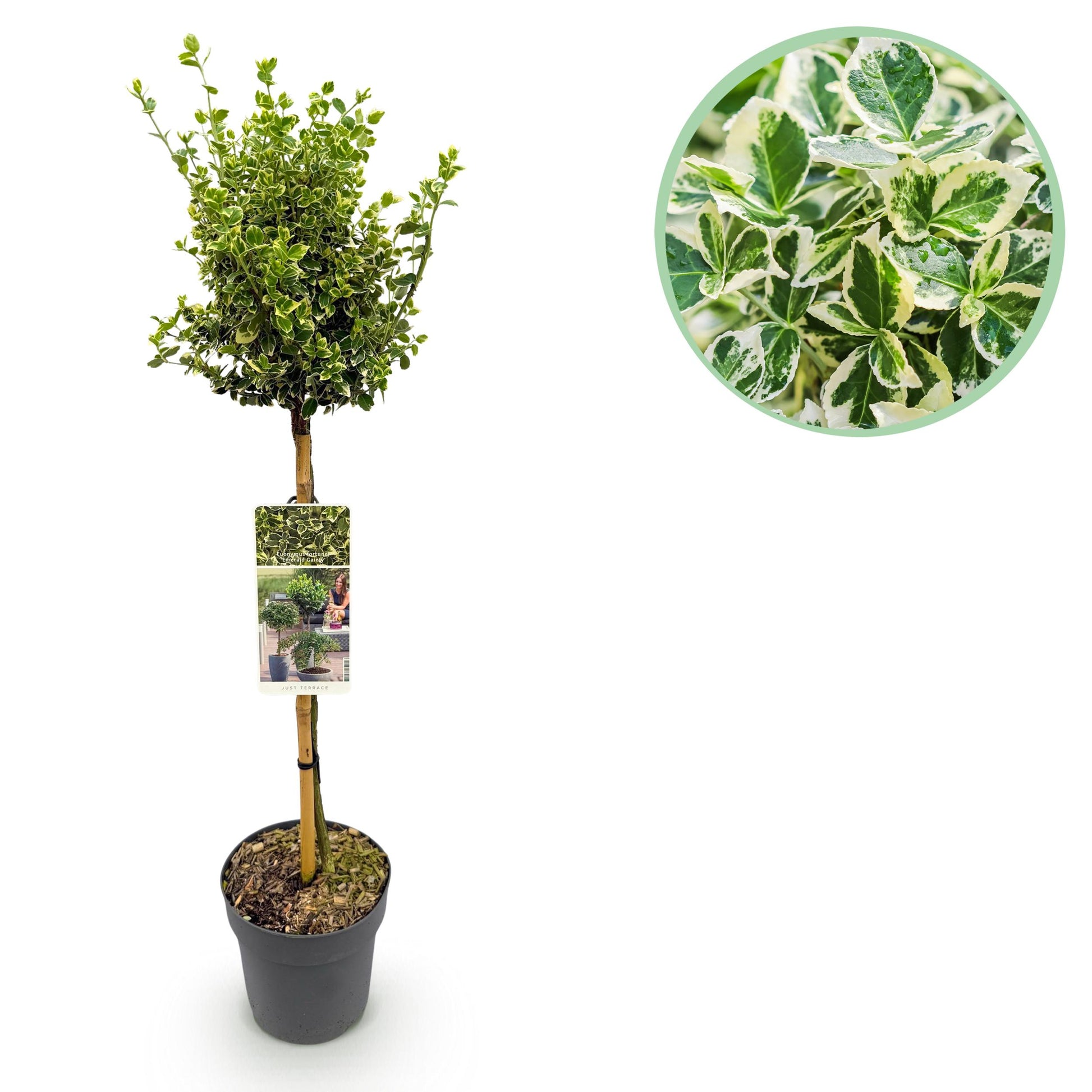 Greenboutiq - Stamm-Pflanze - Euonymus Fortunei Emerald Gaiety -Terrassenpflanze - Immergrün - Winterhart - Grün-Graues Blatt - Topf 19Cm Höhe 90Cm